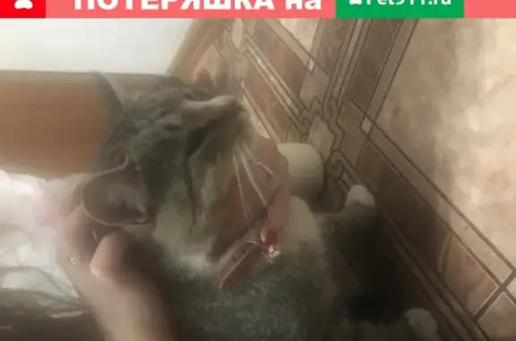 Найдена кошка с красным ошейником в Воронеже