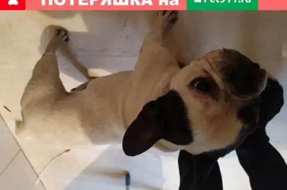 Собака найдена на набережной в Ангарске