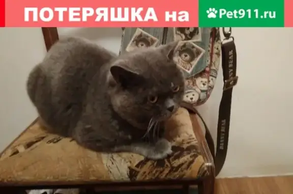 Найден серый кот в Ижевске, нужны хозяева