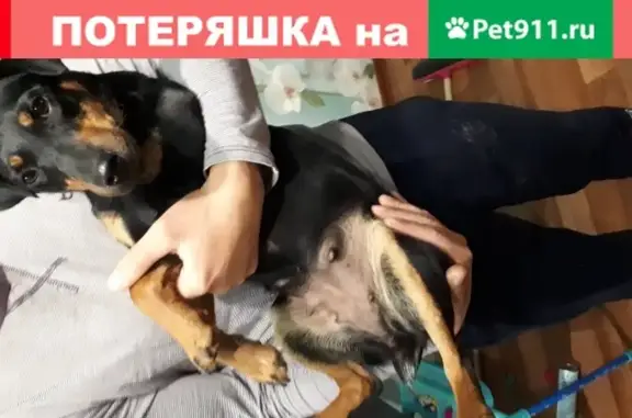 Собака найдена на Академической ул. в Иваново, Россия