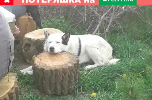 Собаки потеряшки, Калининград, фото: Потеряшка собака в Калининграде, белый пес с черными пятнами.