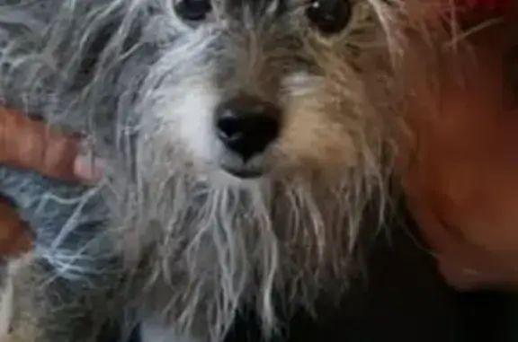 Собаки потеряшки, Новокузнецк, фото: Потеряшка собака Тимофей в районе дома 16 на пр. Пионерский