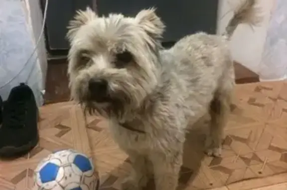 Собака найдена на Пирогова-Ленинградская, Красноярск