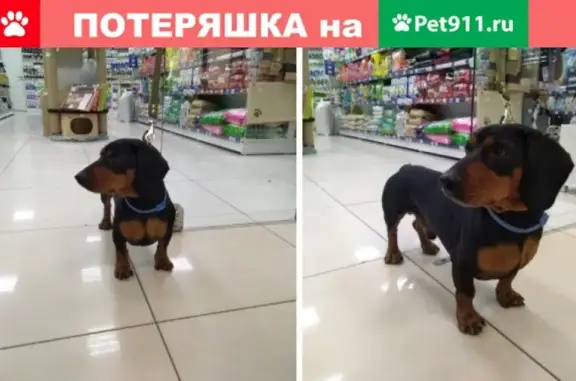 Найдена собака на Мате Залки, Красноярск