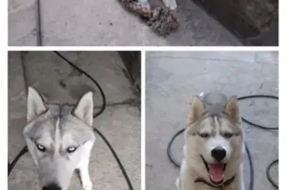 Потерянные животные Липецк, фото: Пропала собака возле Сокольской автостанции в Липецке