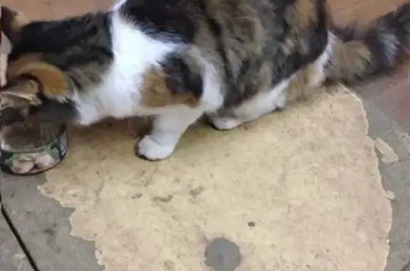 Найдена кошка в районе реки в Твери