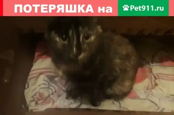 Найдена кошка в Черногорске около парка Россия