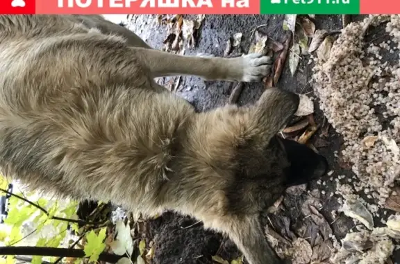 Найден чистенький пёсик в Пустошь Боре, возможно потеряшка из Иваново