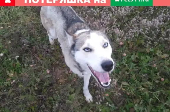 Найдена контактная собака в Знаменском посёлке, Республика Марий Эл