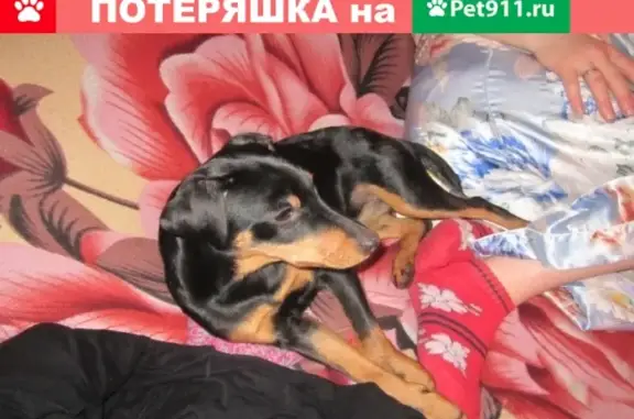 Пропала собака «Лапа» в Суздальском районе