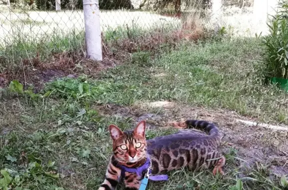 Кошки потеряшки, Москва, фото: Потеряшка кошка в Москве, адрес: Староватутинский проезд, 7