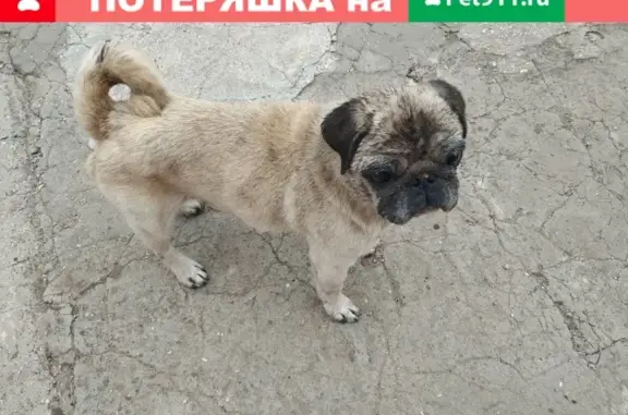 Найдена породистая собака в Джанкойском районе, Крым.