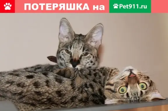 Пропала кошка в Зеленограде, район Андреевки.