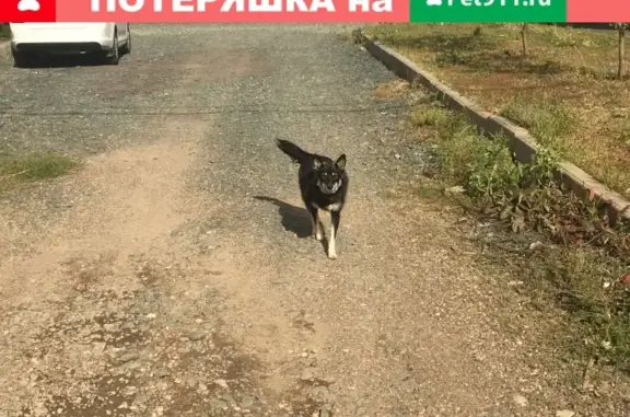 Найдена добрая собака в пос. Куйбышева, Оренбургская обл.