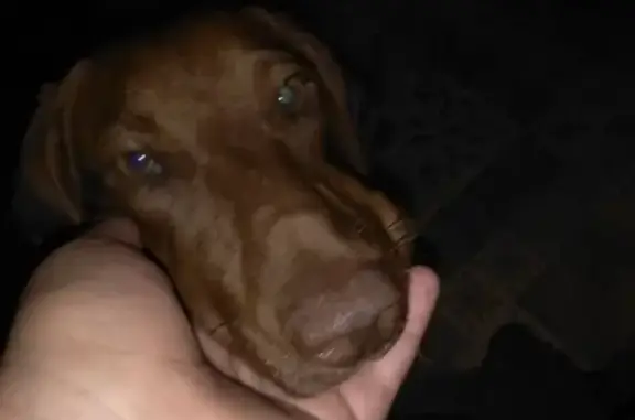 Потерянные животные Омск, фото: Пропала такса на 27 Рабочем, Омск