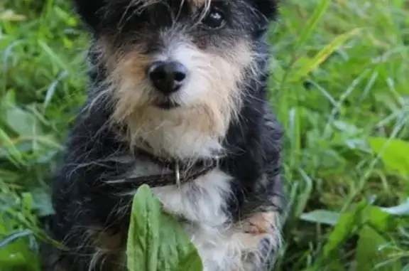 Собаки потеряшки, Нижний Новгород, фото: Потеряшка собака на Улице Гейне, Щелковский хутор, Нижний Новгород