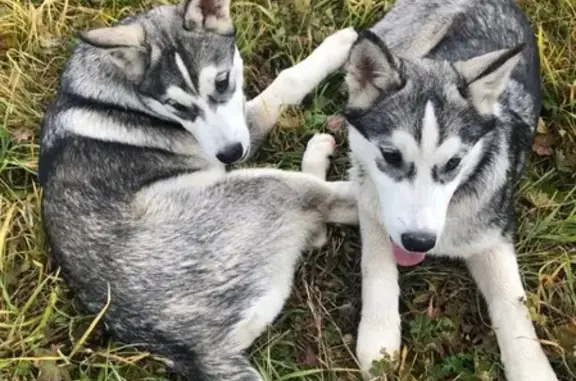 Найдены щенки хаски в Гатчине
