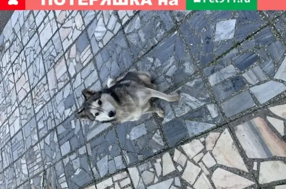 Найдена собака на ул. Московская, 5 в Краснодаре