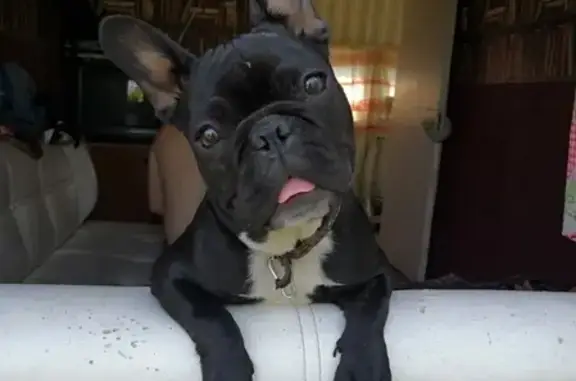 Собаки потеряшки, Пенза, фото: Потеряшка собака в Барковке, Пензенская обл.