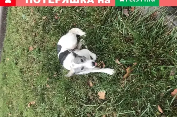 Найдена собака возле бульвара Дмитрия Донского 15-17