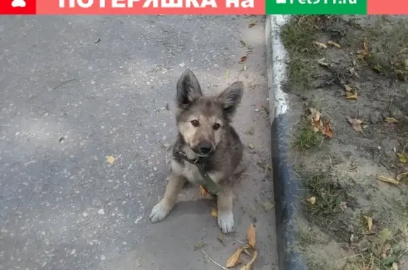 Найден щенок с текстильным ошейником в Комсомольском районе, Тольятти