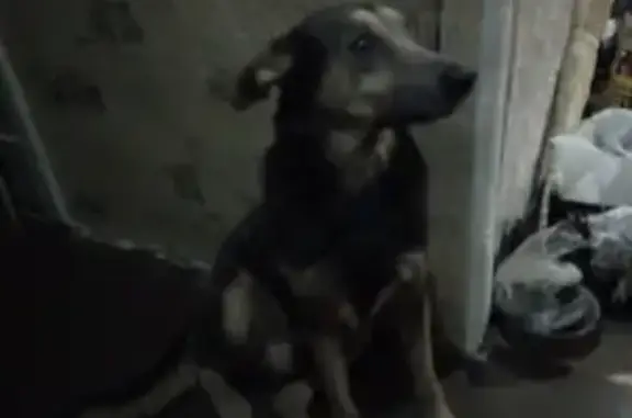 Пропала собака на дачах, черный окрас, 33-й км Русско-Полянского тракта