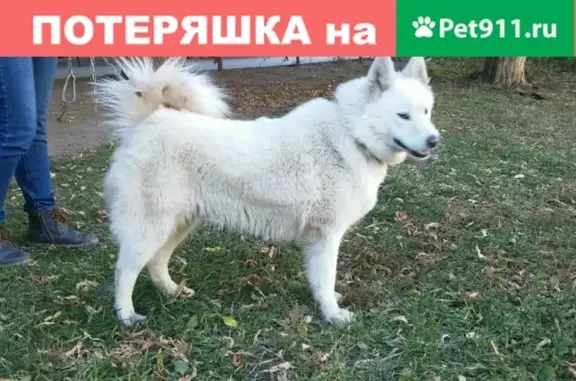 Найдена белая лайка в Ленинском районе, Челябинск