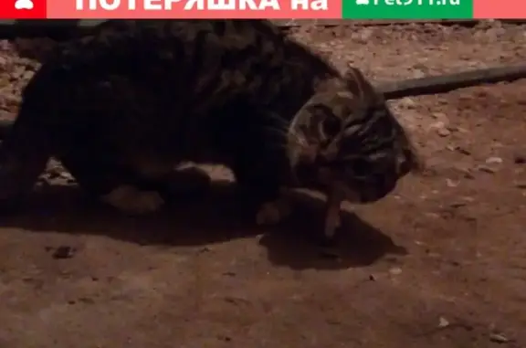 Найдена кошка в Ново-Талицы, ищем хозяина!