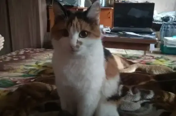 Пропала кошка в Челябинске, агрессивная