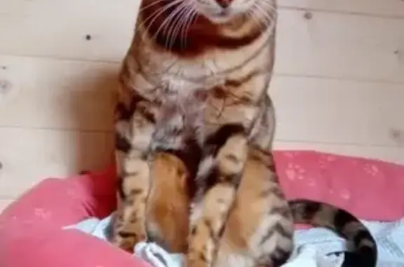 Найден бенгальский кот в Чехове, ищем хозяев
