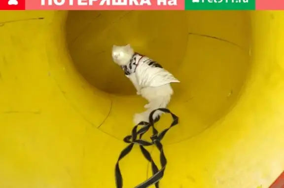 Кошки потеряшки, Москва, фото: Потеряшка белый кот Маркиз в Москве