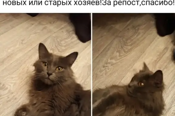 Найдена пепельная кошка в Челябинске