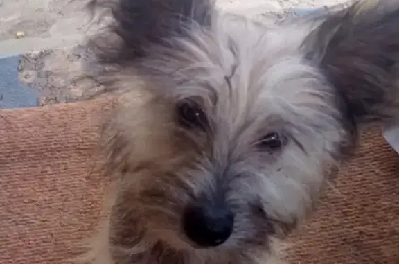 Собаки потеряшки, Волгоград, фото: Потеряшка щенок Рич, адрес: ул. Хазова, 30, Волгоград