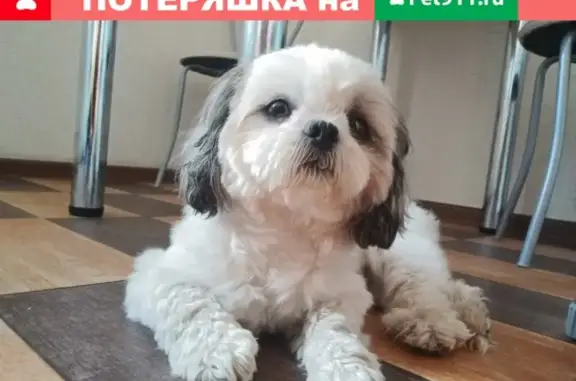 Собаки потеряшки, Барнаул, фото: Потеряшка собака Бося на Лазурной