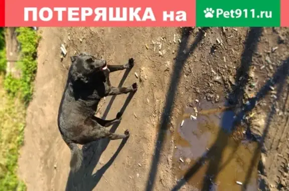 Собака SOS: Нужна помощь в Ивантеевке