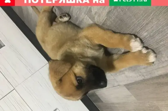 Собака найдена в Орше, Беларусь