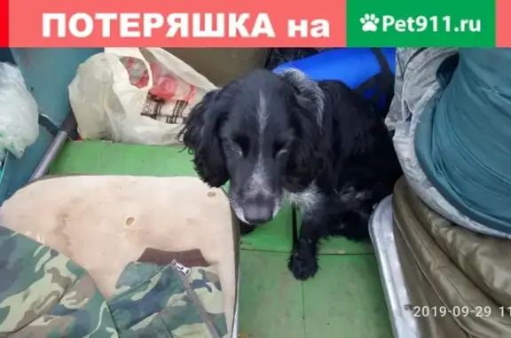 Найдена собака на реке Езильница в Костромском районе.