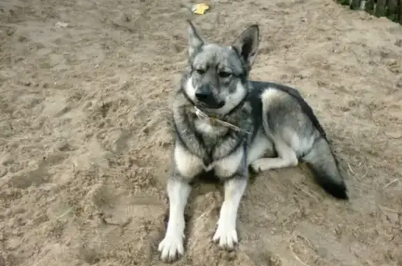 Найдена собака Мальчик в д. Ванюки, Пермь