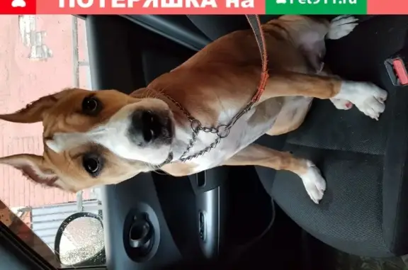 Пропала собака в Боре на ул. Красногорка, порода американский стаффорд, кличка Ванесса