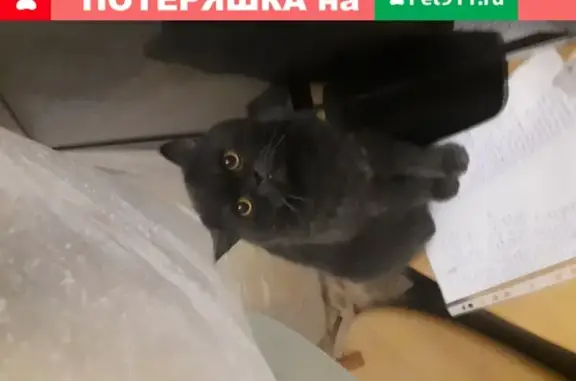 Пропал кот Тимка на Западном, возле Коммунистического 25 в Ростове-на-Дону