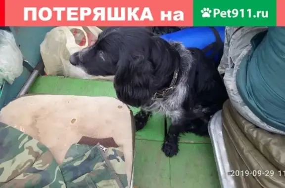 Найдена собака в Костромской области с коричневым ошейником
