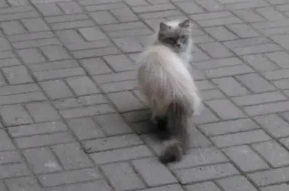Кошка найдена на Гороховой 36 в Санкт-Петербурге
