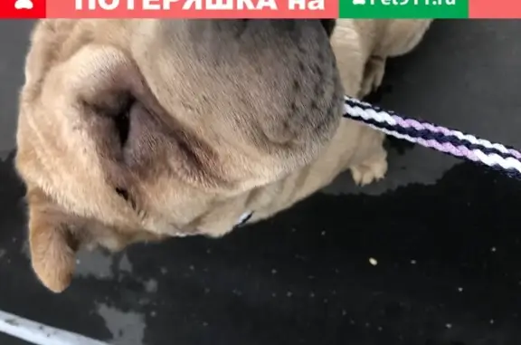 Найдена собака Шарпей без ошейника в Москве