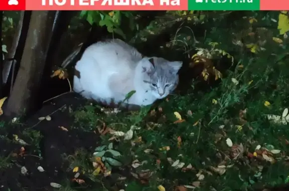 Найдена домашняя кошка на ул. Дружинная 4
