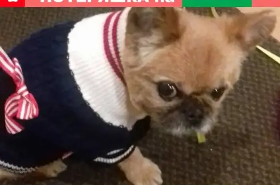 Собаки потеряшки, Ленинградская, фото: Потеряшка собака в районе Всеволжска, нужна помощь!