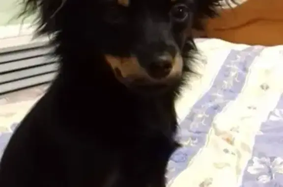 Собаки потеряшки, Нижний Новгород, фото: Потеряшка собака в Ленинском районе, Нижний Новгород