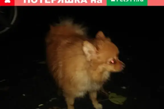 Собака найдена на шоссе Энтузиастов, напротив ТЦ Галион в Балашихе.