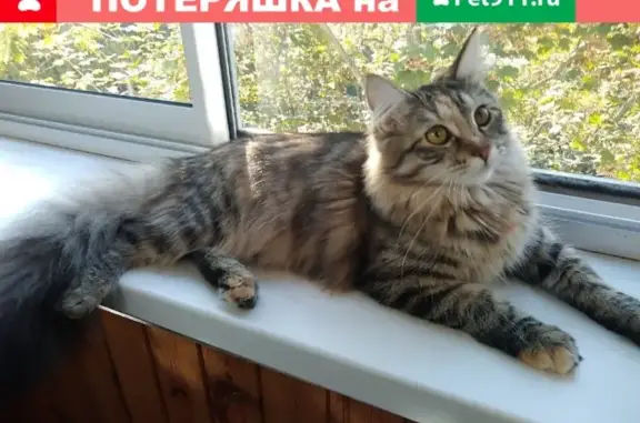 Пропала кошка Тося в Щёлково