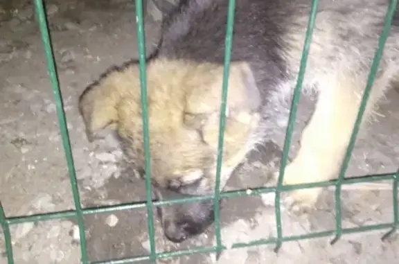 Потерянные животные Омск, фото: Пропал щенок овчарки в Омске, вознаграждение.