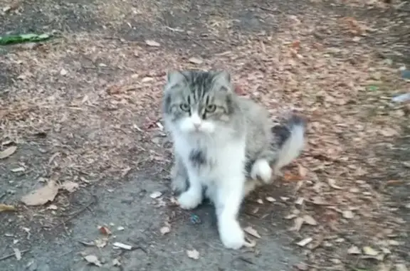 Найдена кошка Кот с голубым ошейником в Белгороде.